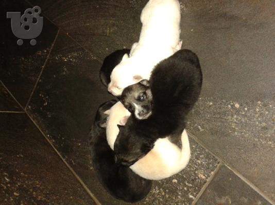 PoulaTo: καθαρόαιμα γερμανικά ποιμενικά